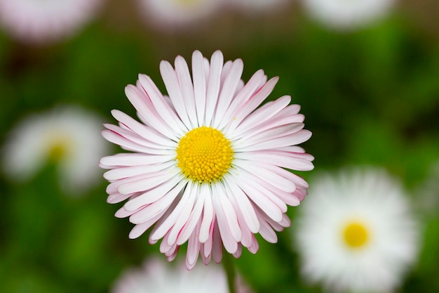 Natural background with blossoming daisies bellis perennis Soft focus