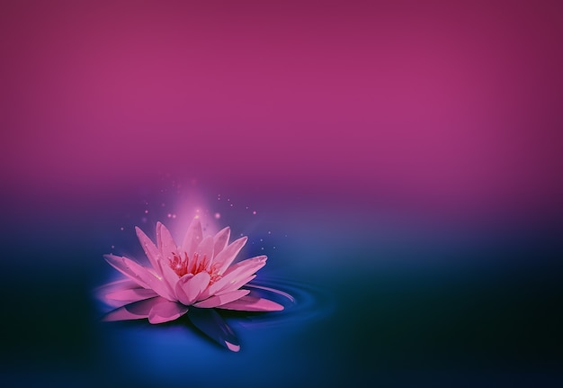 Natural background with bright pink lily on dark water surface