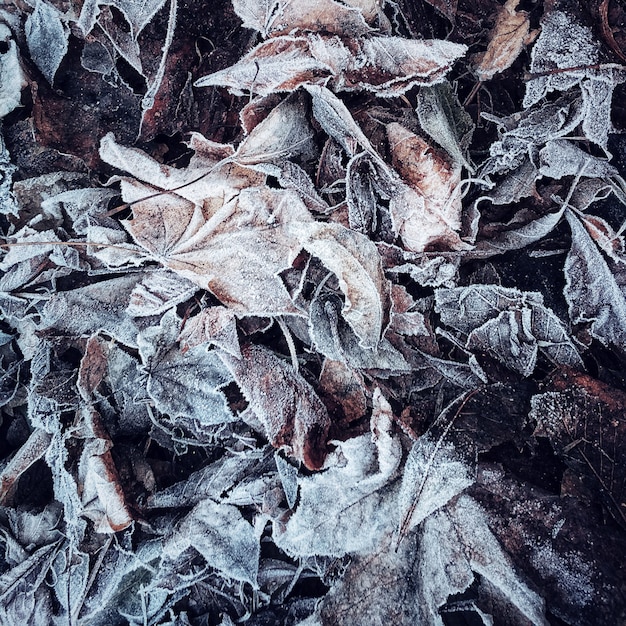 Natural background with frozen leaves