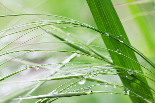 Natural background with green grass in rain drops in summer morning