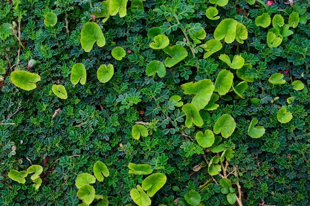 Natural background with green leaves