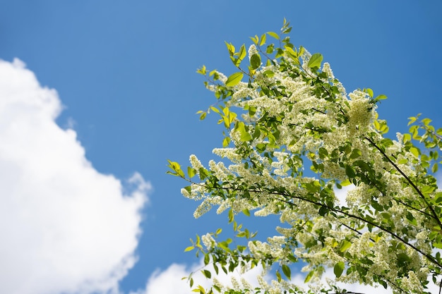 Natural background with spring green leaves on a tree. Green natural background