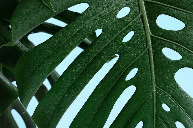 Natural background with tropical monstera leaf close up.