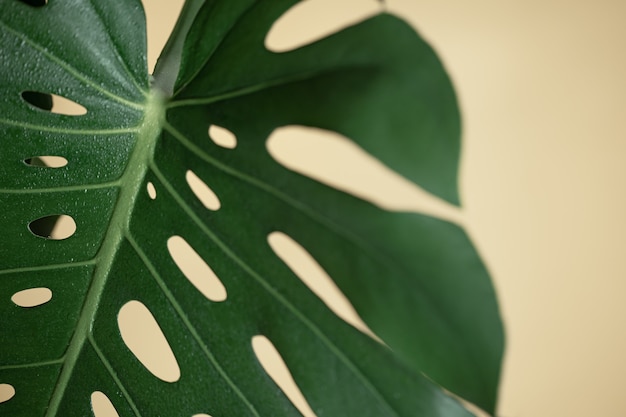 Natural background with tropical monstera leaf close up.