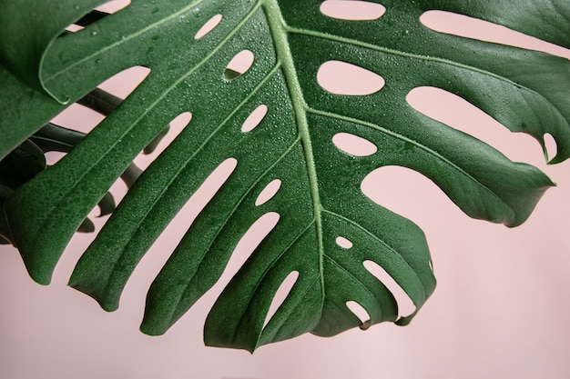 Natural background with tropical monstera leaves on pink background.