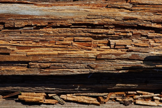 Natural bad old tree Dying Nature