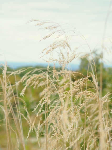 Natural banner field with ears vertical frame selective focus shot of ears of wheat against a sunset