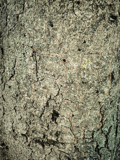 Natural bark of a tree like background texture for creativity