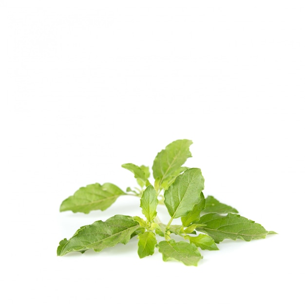 Natural basil leaves