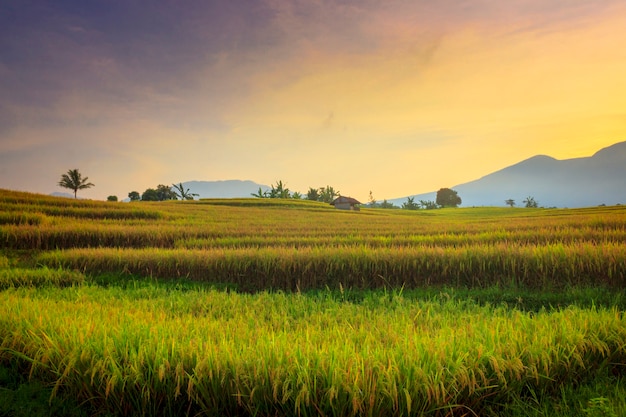 The natural beauty of the countryside with the morning atmosphere in the rice fields and mountains at sunrise in North Bengkulu, Indonesia