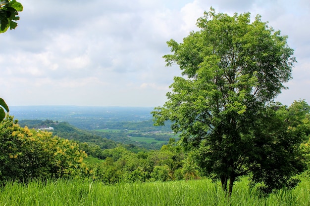 natural beauty of green