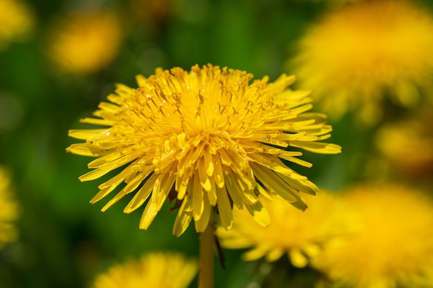 Natural blooming beautiful dandelions.