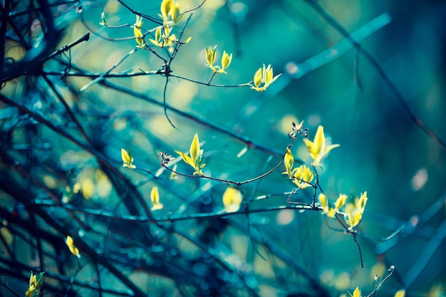 Natural blurred jasmine leaves of tree