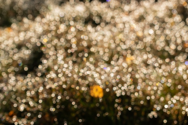 Natural bokeh background with forest plants and dew.