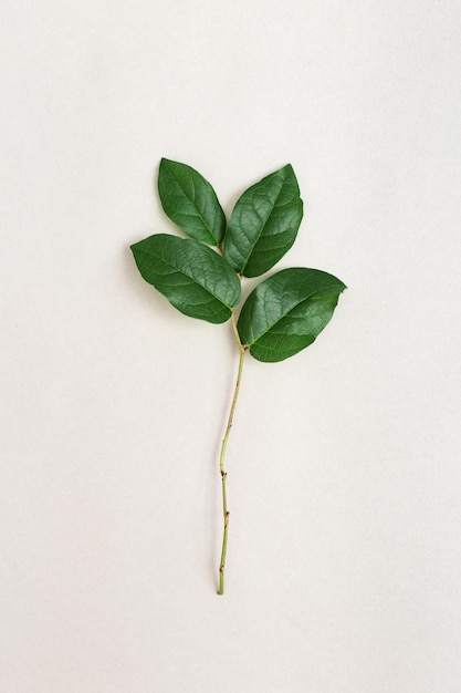 Natural branch of tree with green leaves on light paper