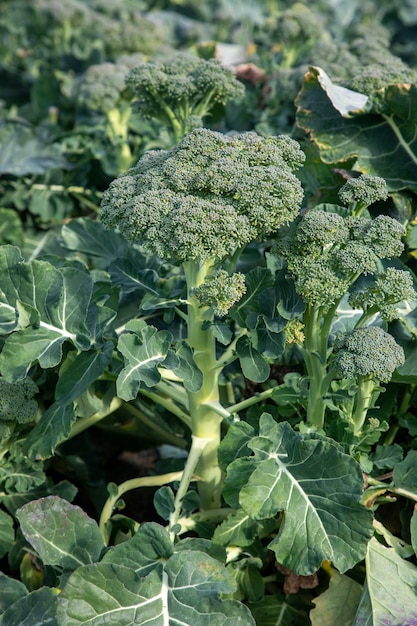 Natural broccoli grown field in Izmir - Menemen - Emiralem plain , Mature broccoli is grown in a field outdoors.