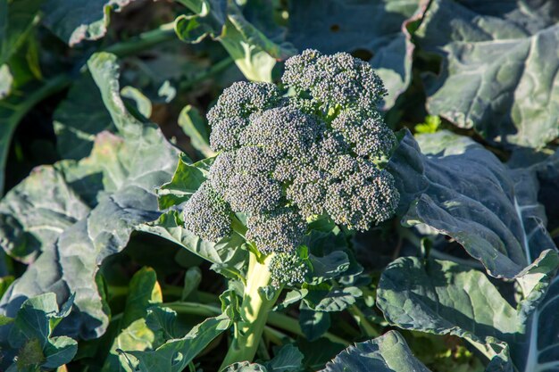 Natural broccoli grown field in Izmir - Menemen - Emiralem plain , Mature broccoli is grown in a field outdoors.