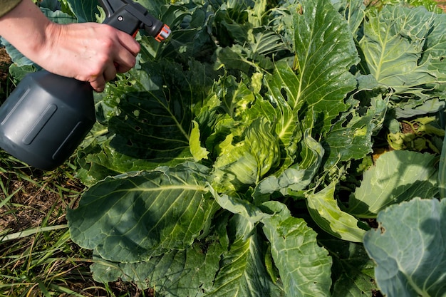 Natural cabbage treatment spraying a natural mixture on the foliage to repel caterpillars and worms pieris brassicae Spray of nettle compost cabbage leaf manure tomato shoot manure