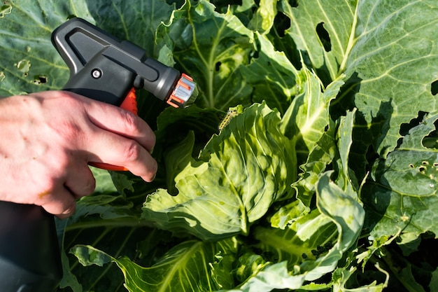 Natural cabbage treatment spraying a natural mixture on the foliage to repel caterpillars and worms pieris brassicae Spray of nettle compost cabbage leaf manure tomato shoot manure