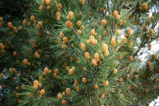 Natural christmas background spruce with cones selective focus