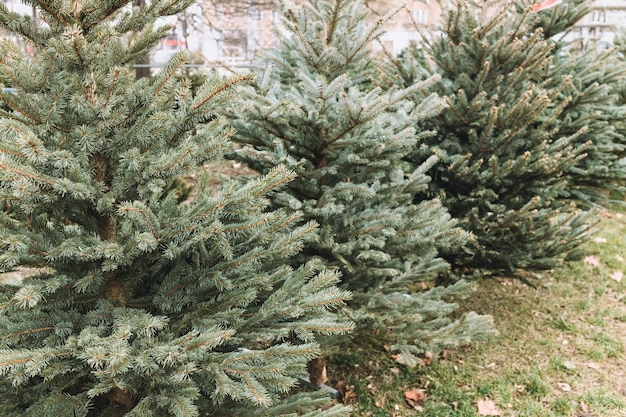 Natural Christmas trees on a farm market