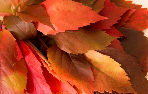 Natural and colorful autumn leaves detail 