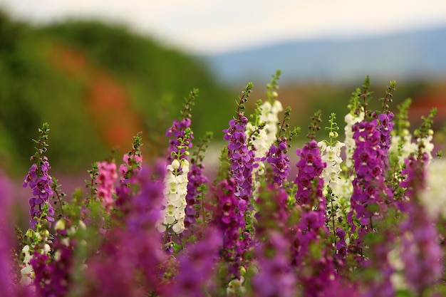 natural colorful flowers garden view landscape