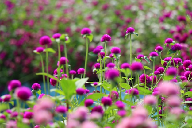 natural colorful flowers garden view landscape