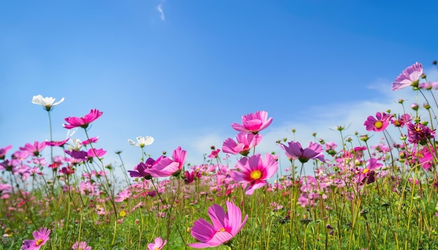 Natural cosmos flower field with copy space