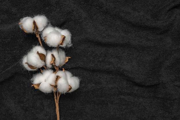 Photo natural cotton branch on black fabric background sustainable material and organic farming concept