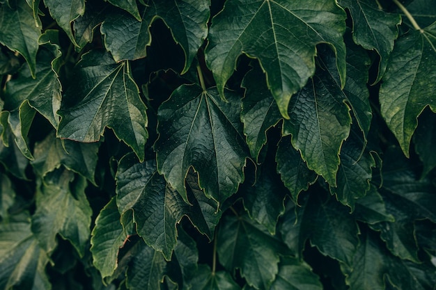 natural dark green background with grape leaves closeup