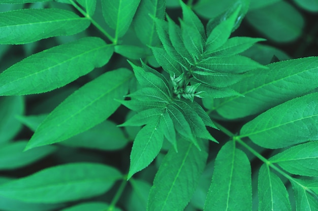 Natural dark green foliage of forest vegetation as a natural surface