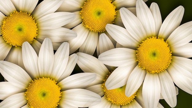 Natural Design Background with White Daisies