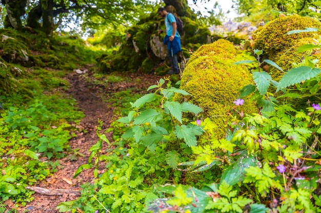 Natural fauna and flora of the forest on Mount Aizkorri