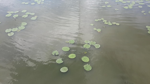 natural fish pond