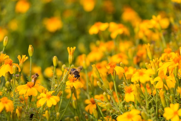 natural floral background, small yellow flowers on the field.  a bee pollinates a flower.