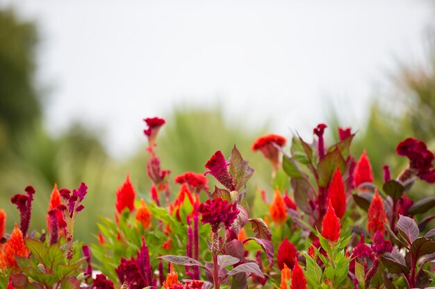 Natural flower background Red flowers of celosia on a blue sky background