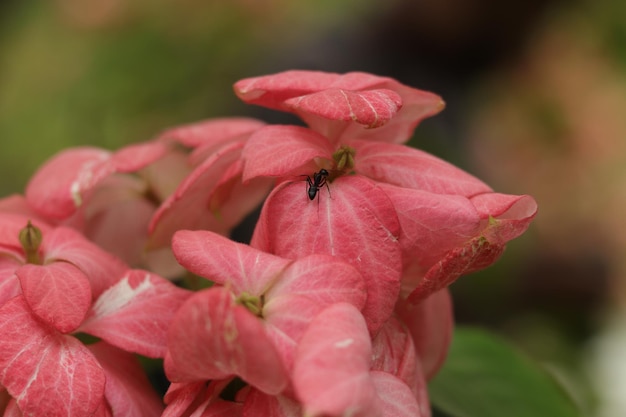 Natural Flower paddy sunrise night DSLR photography