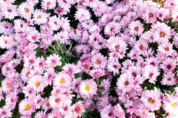 Natural flowers background