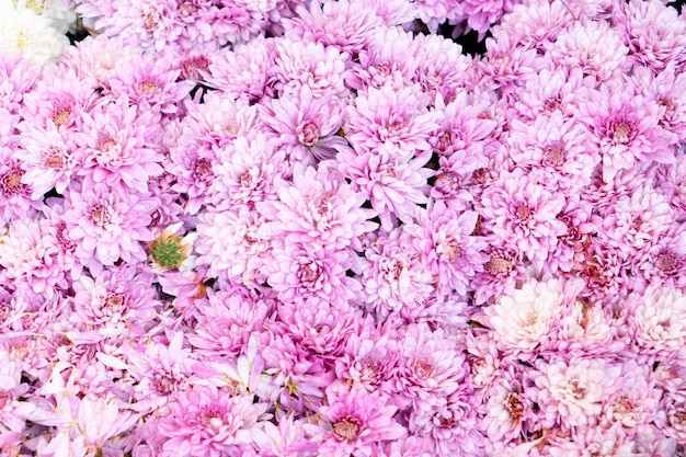 Natural flowers background