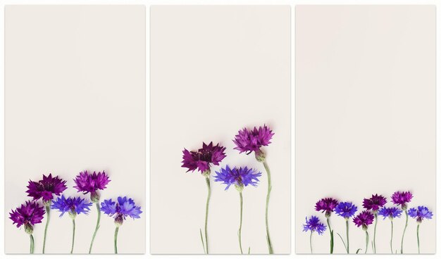 Natural flowers cornflower on beige background Set of stories templates with copyspace