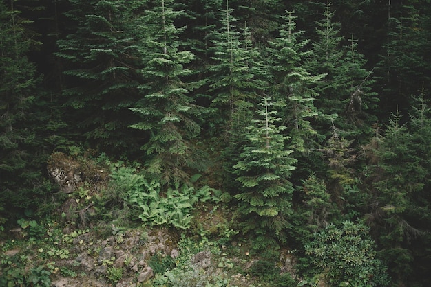 Natural Forest of Spruce Trees, summer green spruce trees, rural landscape, beautiful nature scenery