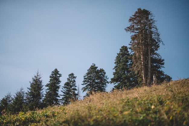 Natural Forest of Spruce Trees, summer green spruce trees, rural landscape, beautiful nature scenery