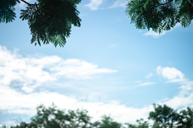 The natural frame with green branches and blue sky in the garden.