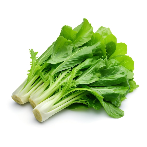 Natural and Fresh Chicory Bitter greens isolated on white background