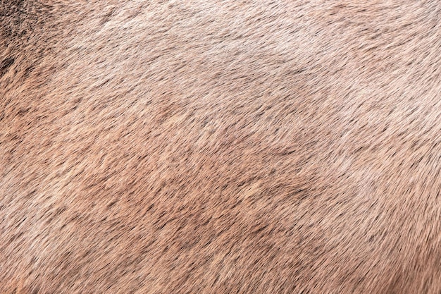 Natural fur texture background