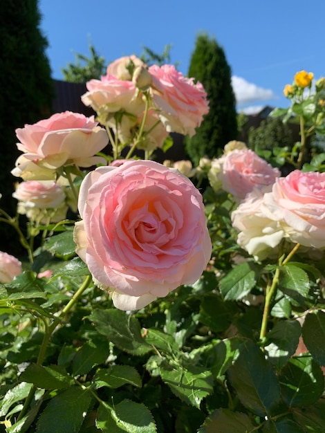 Natural garden landscape in summer flowerbed with roses in garden growing flowers