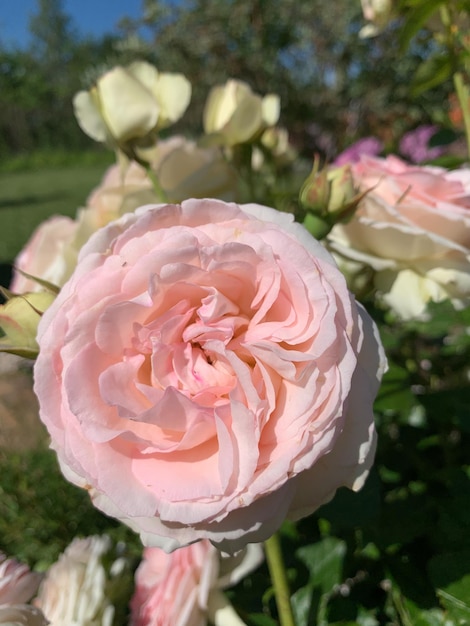 Natural garden landscape in summer flowerbed with roses in garden growing flowers