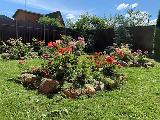 Natural garden landscape in summer flowerbed with roses in garden growing flowers