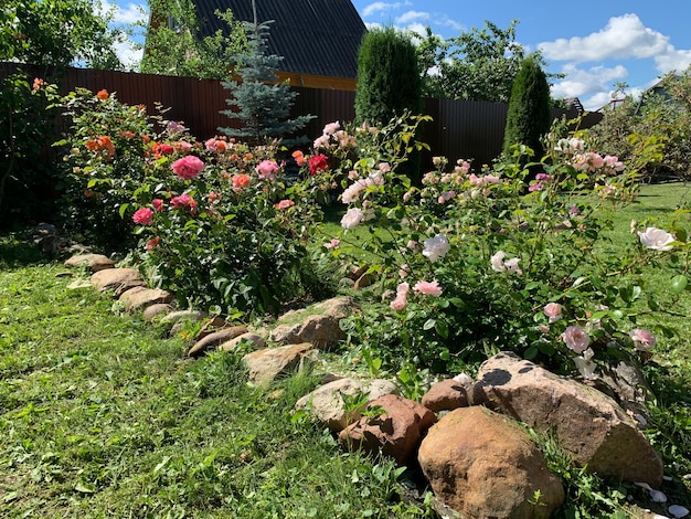 Natural garden landscape in summer flowerbed with roses in garden growing flowers